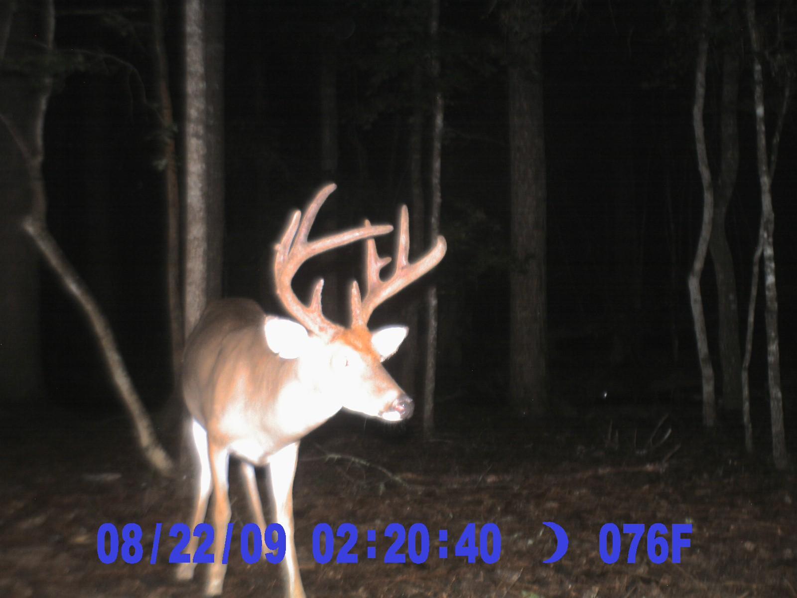 1 Golden Rice Lane Ravenel, SC 29470 - Photo 17 of 17 Deer 8-23-09 (9)