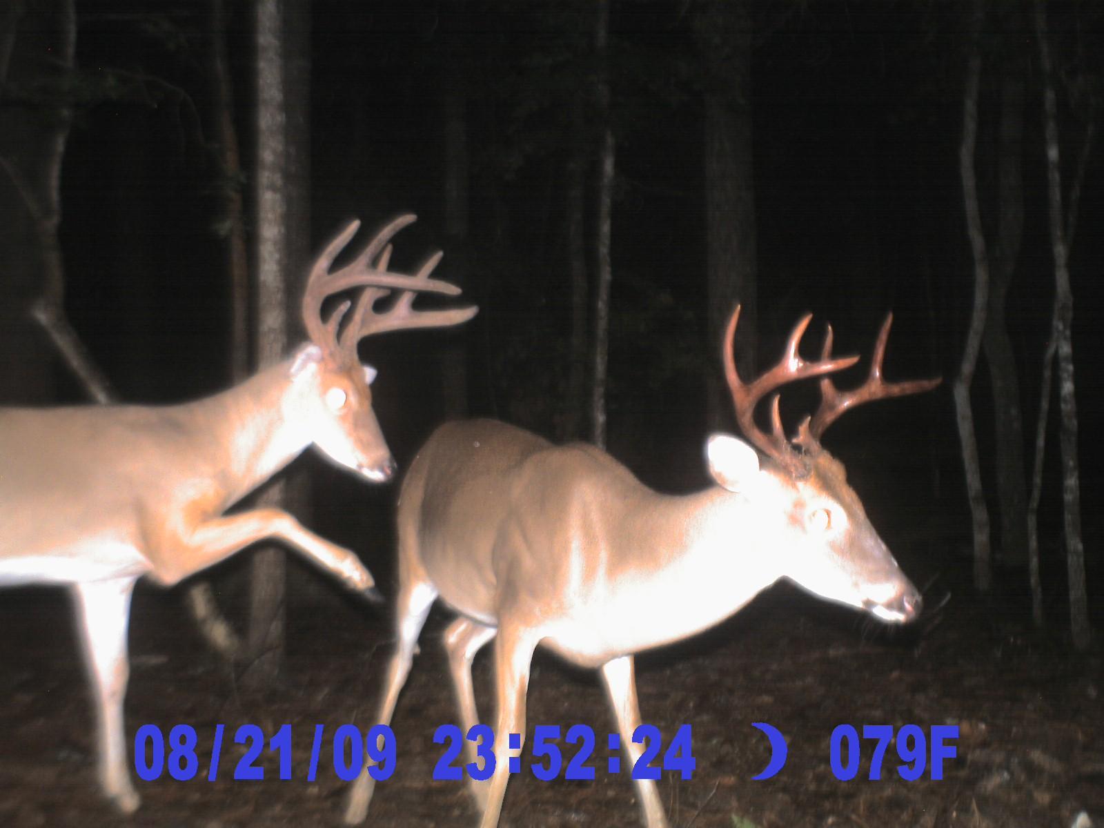 Deer 8-23-09 (3)