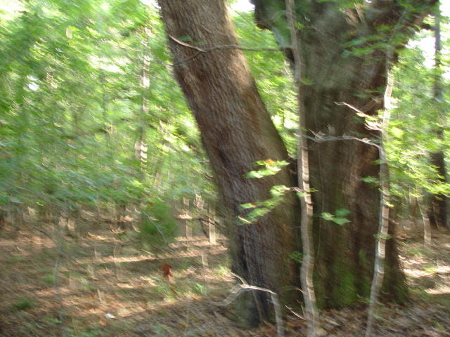 Smith Tract - new pictures 90 acres (1)