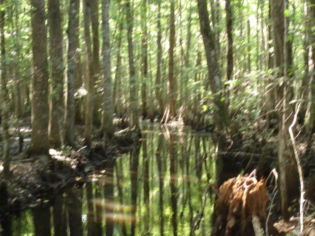 Smith Tract - new pictures 90 acres (7)