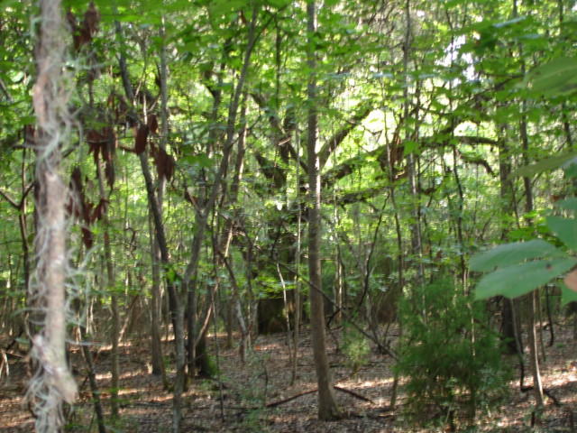 Smith Tract - new pictures 90 acres (3)