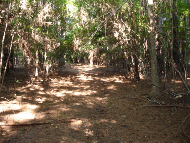Smith Tract - new pictures 90 acres (13)