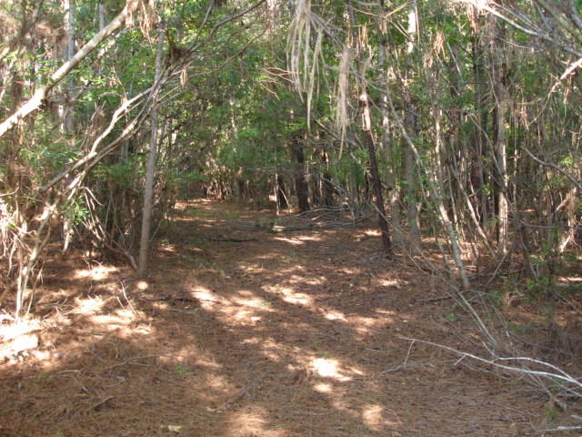1 Golden Rice Lane Ravenel, SC 29470 - Photo 8 of 17 Smith Tract - new pictures 90 acres (12)