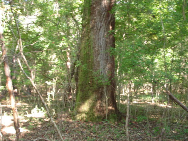 1 Golden Rice Lane Ravenel, SC 29470 - Photo 9 of 17 Smith Tract - new pictures 90 acres (11)