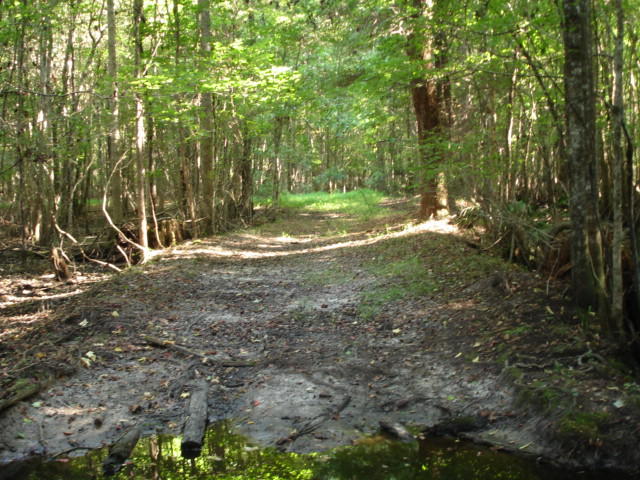 1 Golden Rice Lane Ravenel, SC 29470 - Photo 10 of 17 Smith Tract - new pictures 90 acres (9)