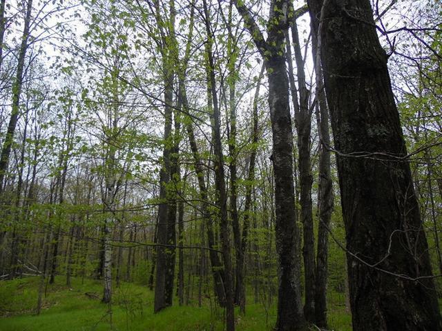 N6421 Langes Road Irma, WI 54442 - Photo 13 of 15 Gallery Image 13