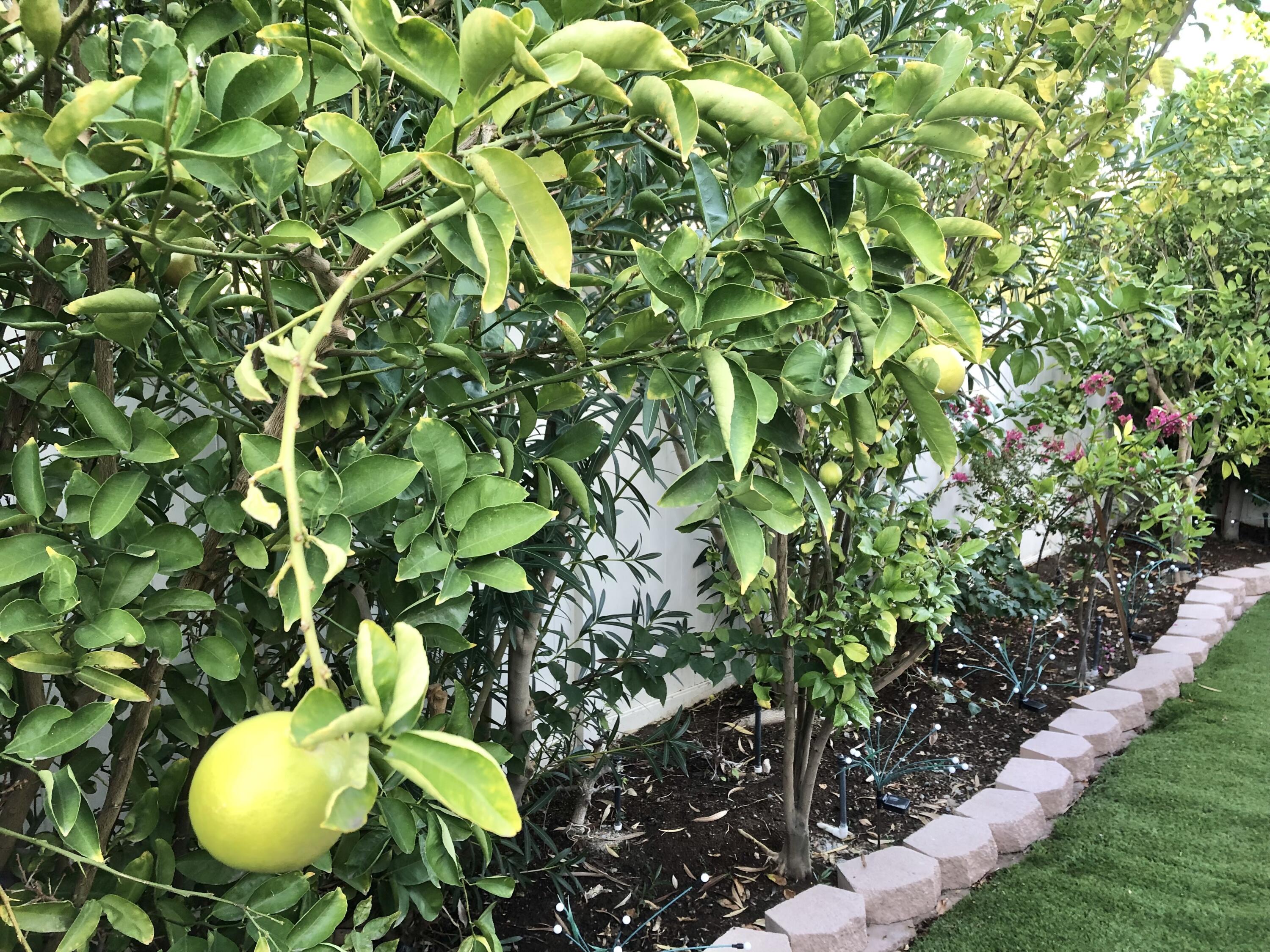 74711 Dillon Road Desert Hot Springs, CA 92241 - Photo 31 of 63 IMG_9467