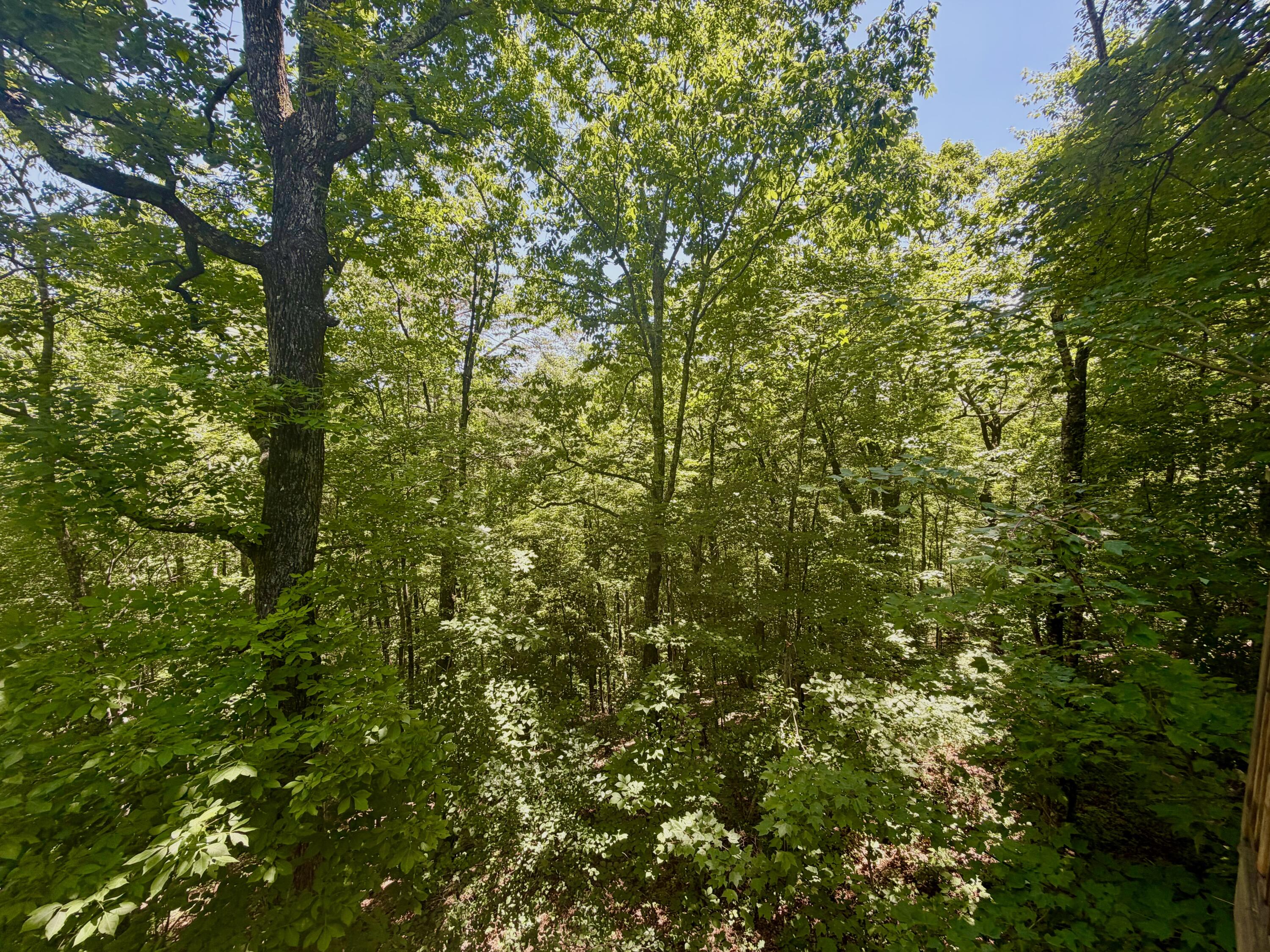 8940 Big Bend Road Signal Mountain, TN 37377 - Photo 64 of 91 IMG_8525