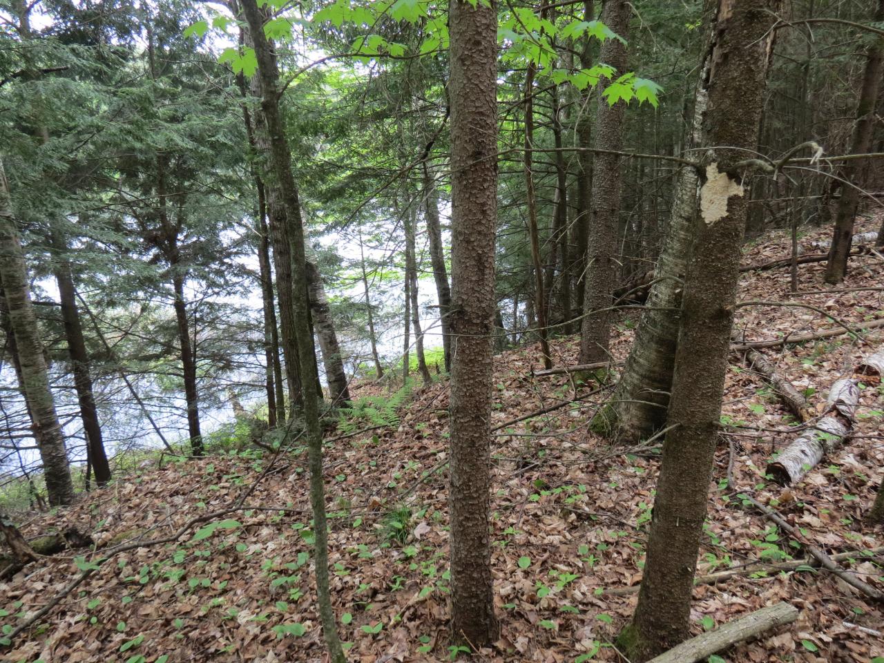 Off Range Line Road Rhinelander, WI 54501 - Photo 5 of 18 Gallery Image 5