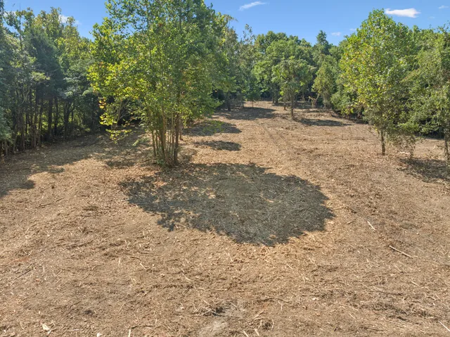 a view of a yard with trees
