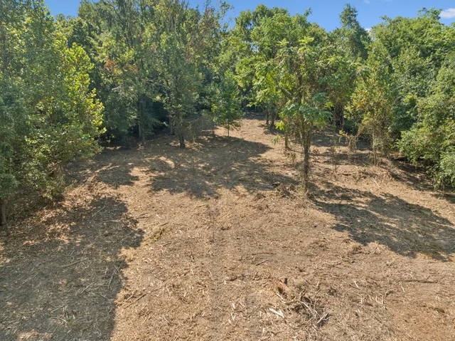 a view of a yard with plants and trees
