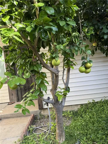a plant with lots of trees