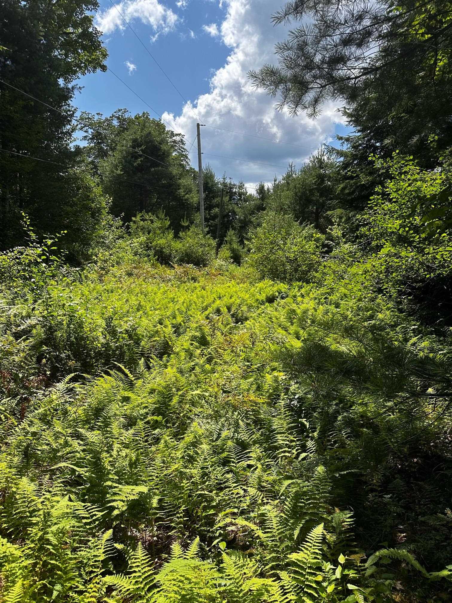 Collins Road South Newfane, VT 05351 - Photo 8 of 14