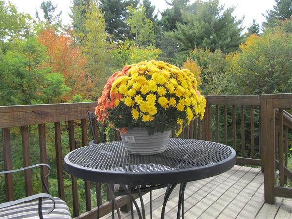 262 Littleton Road, Unit 28 Chelmsford, MA 01824 - Photo 16 of 22