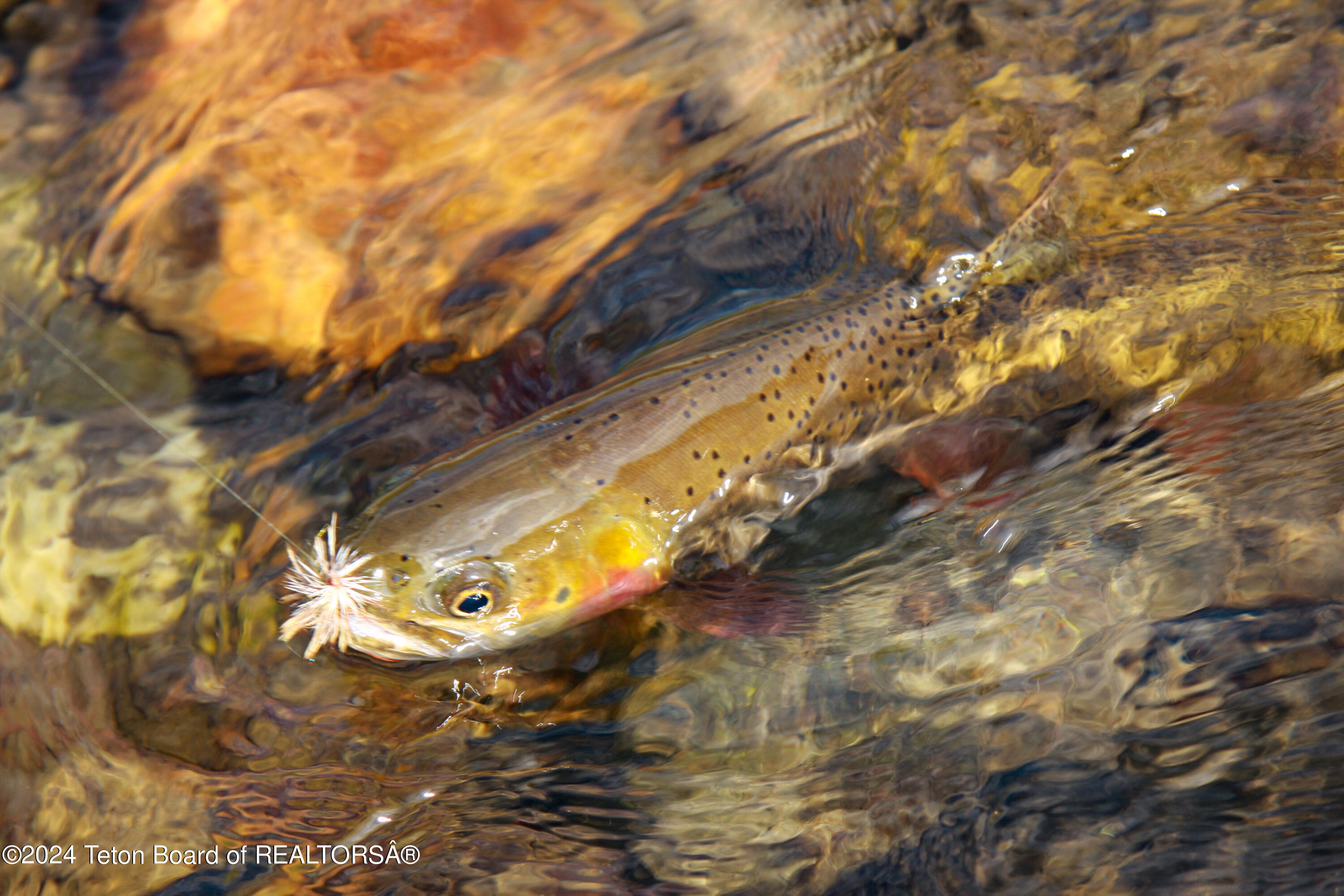 9795 Main Street Kelly, WY 83001 - Photo 18 of 24 Cutthroat Trout
