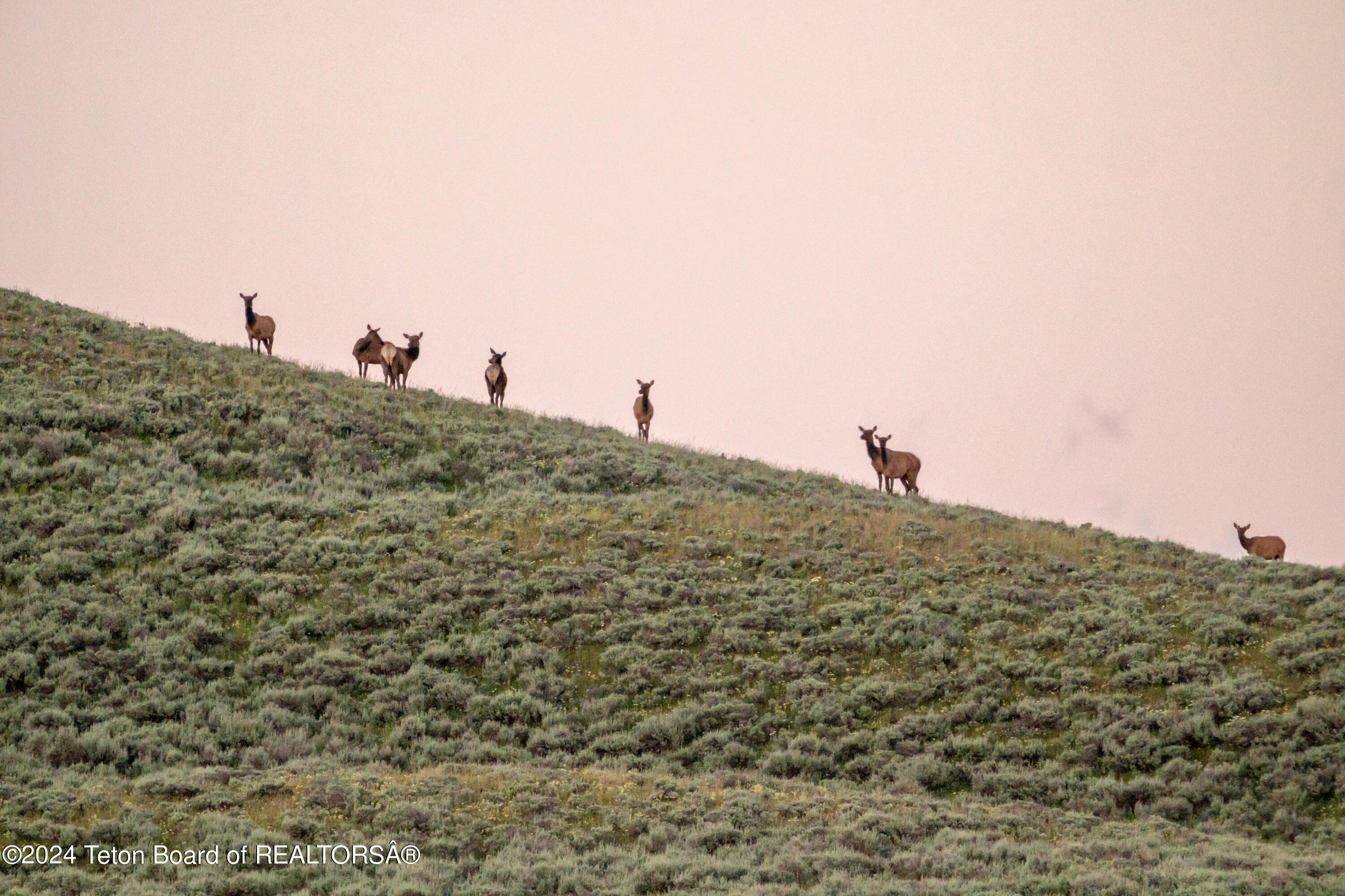 9795 Main Street Kelly, WY 83001 - Photo 22 of 24 Elk in Grand Teton National Park