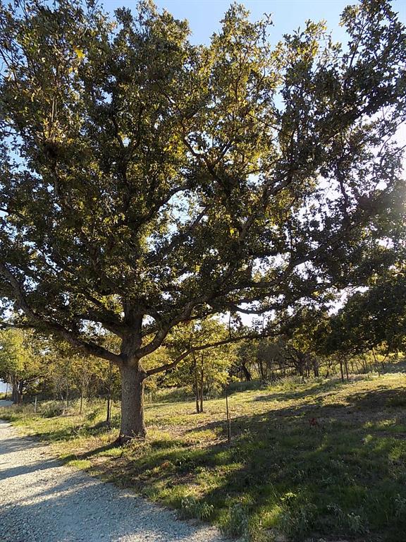Lot 14 Anglers Point Drive Emory, TX 75440 - Photo 20 of 40 Another large tree