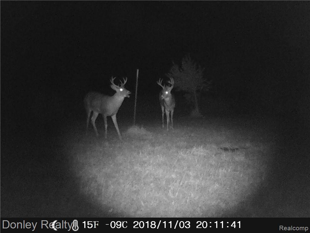 2220 Urban Road Snover, MI 48472 - Photo 43 of 44 deer.JPG