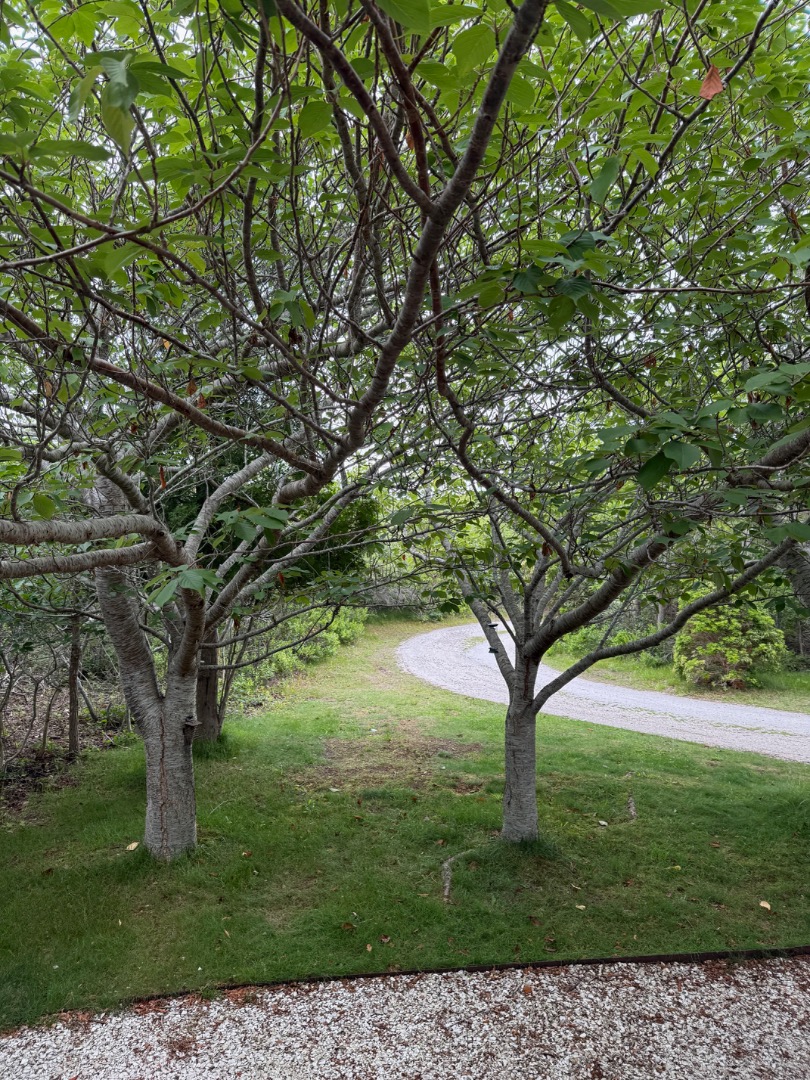 49 Tom Nevers Road Nantucket, MA 02554 - Photo 3 of 3