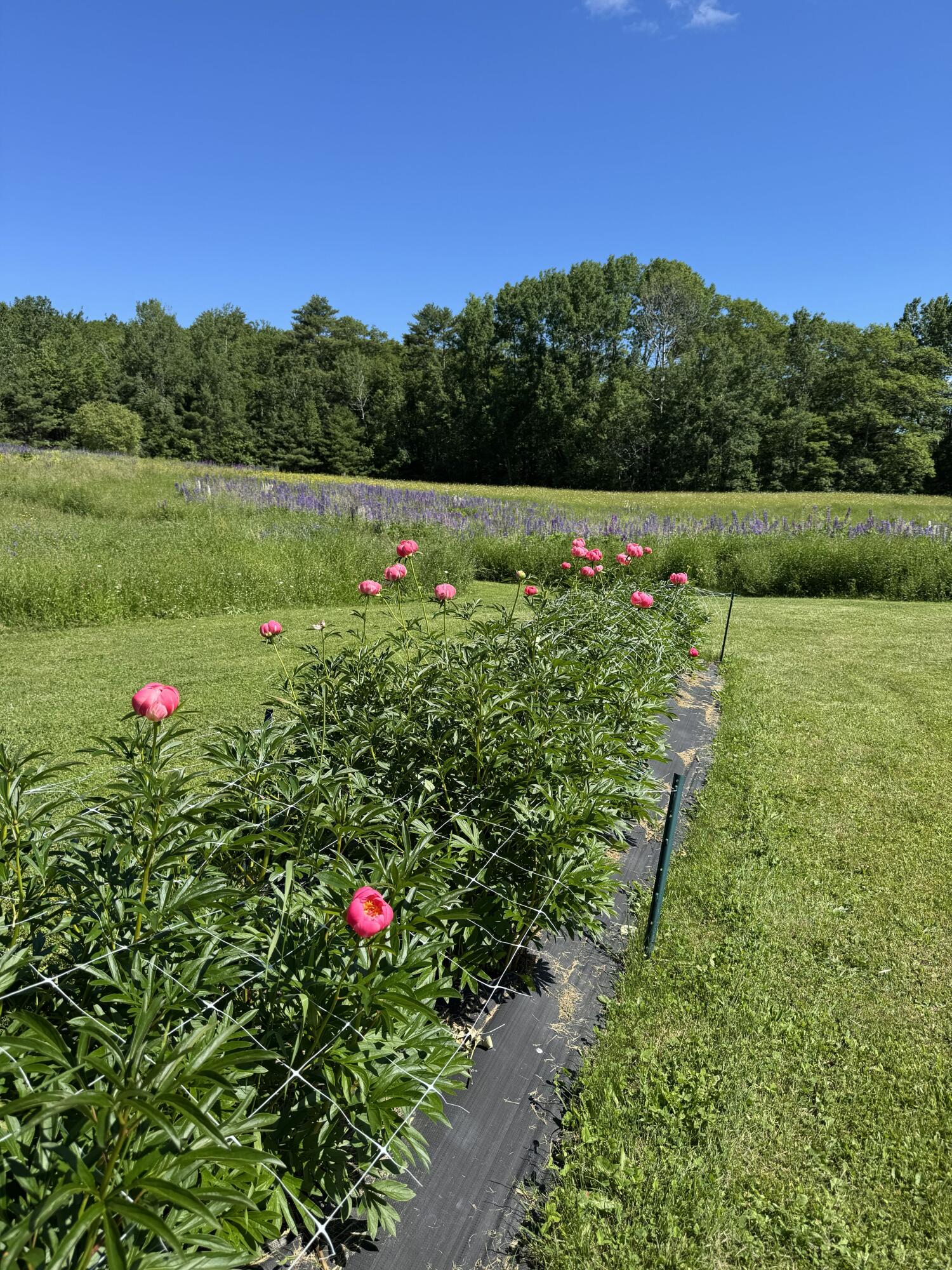 26 Martin Road Alna, ME 04535 - Photo 99 of 101 Peony
