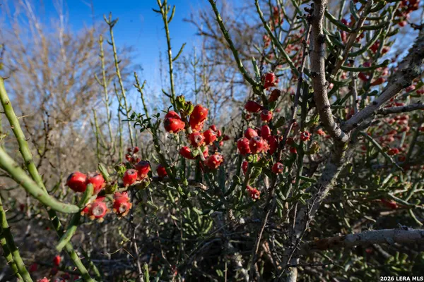 $525,000 | Tbd East Fm 71, Campbellton, TX 78008