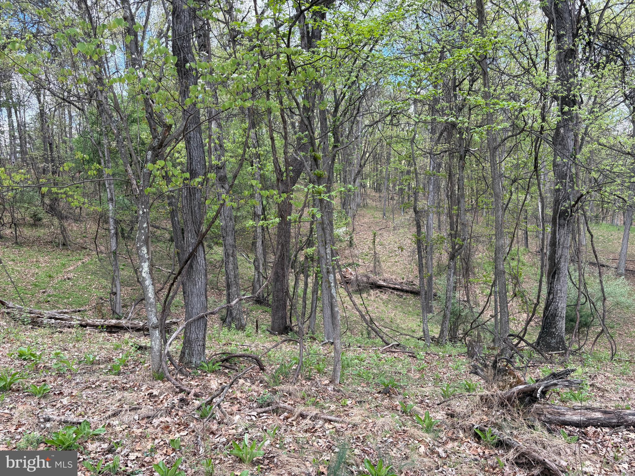 15.02-ac Beam Road Romney, WV 26757 - Photo 14 of 31 a backyard of a house with lots of green space
