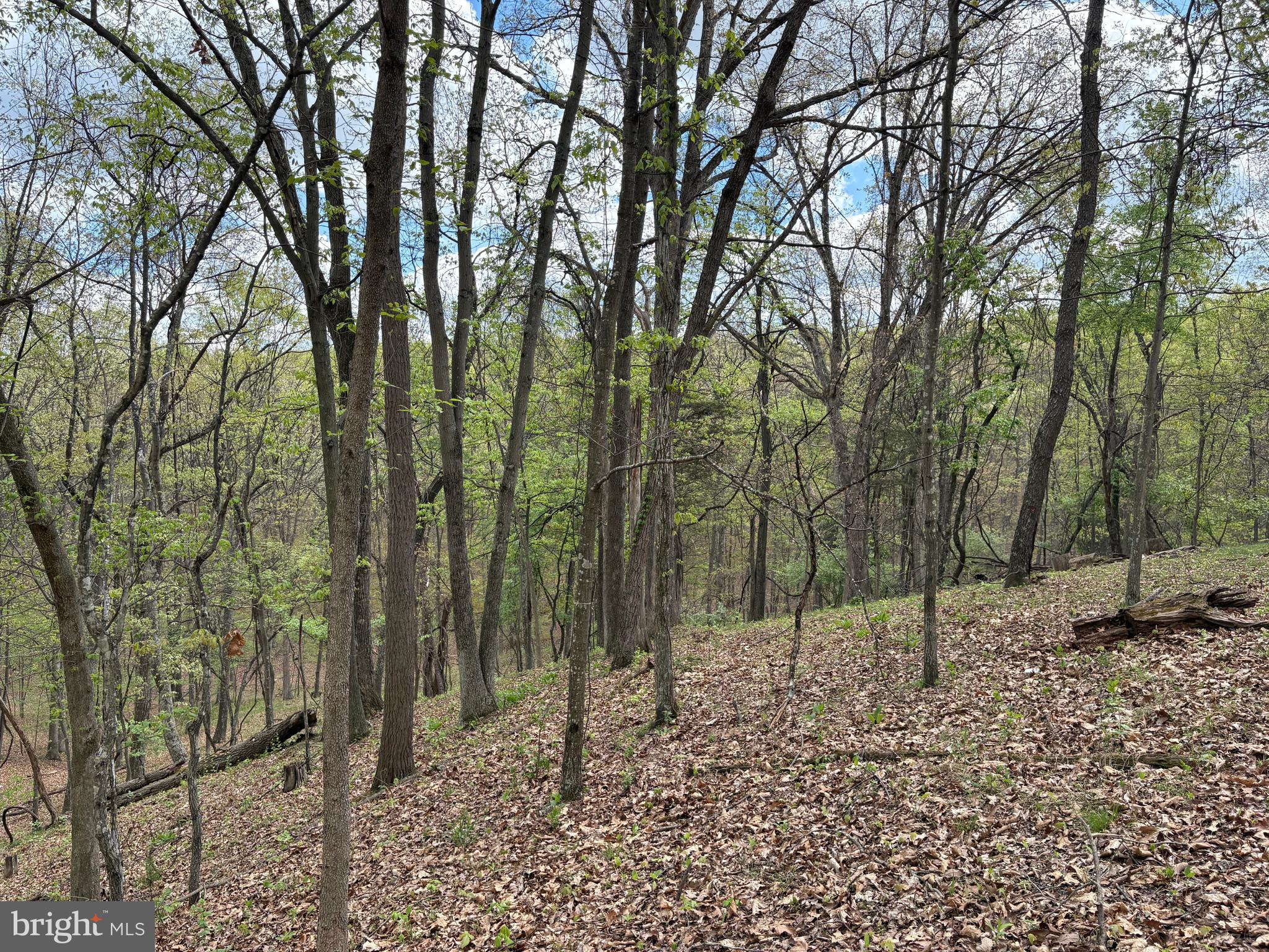 15.02-ac Beam Road Romney, WV 26757 - Photo 16 of 31 a view of outdoor space with lots of trees
