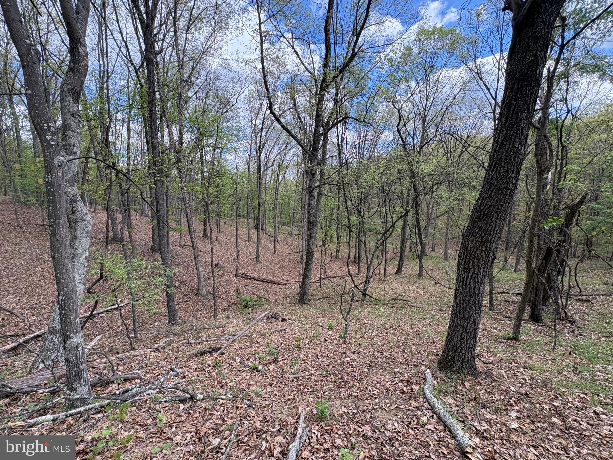 15.02-ac Beam Road Romney, WV 26757 - Photo 20 of 31 a backyard of a house with lots of trees