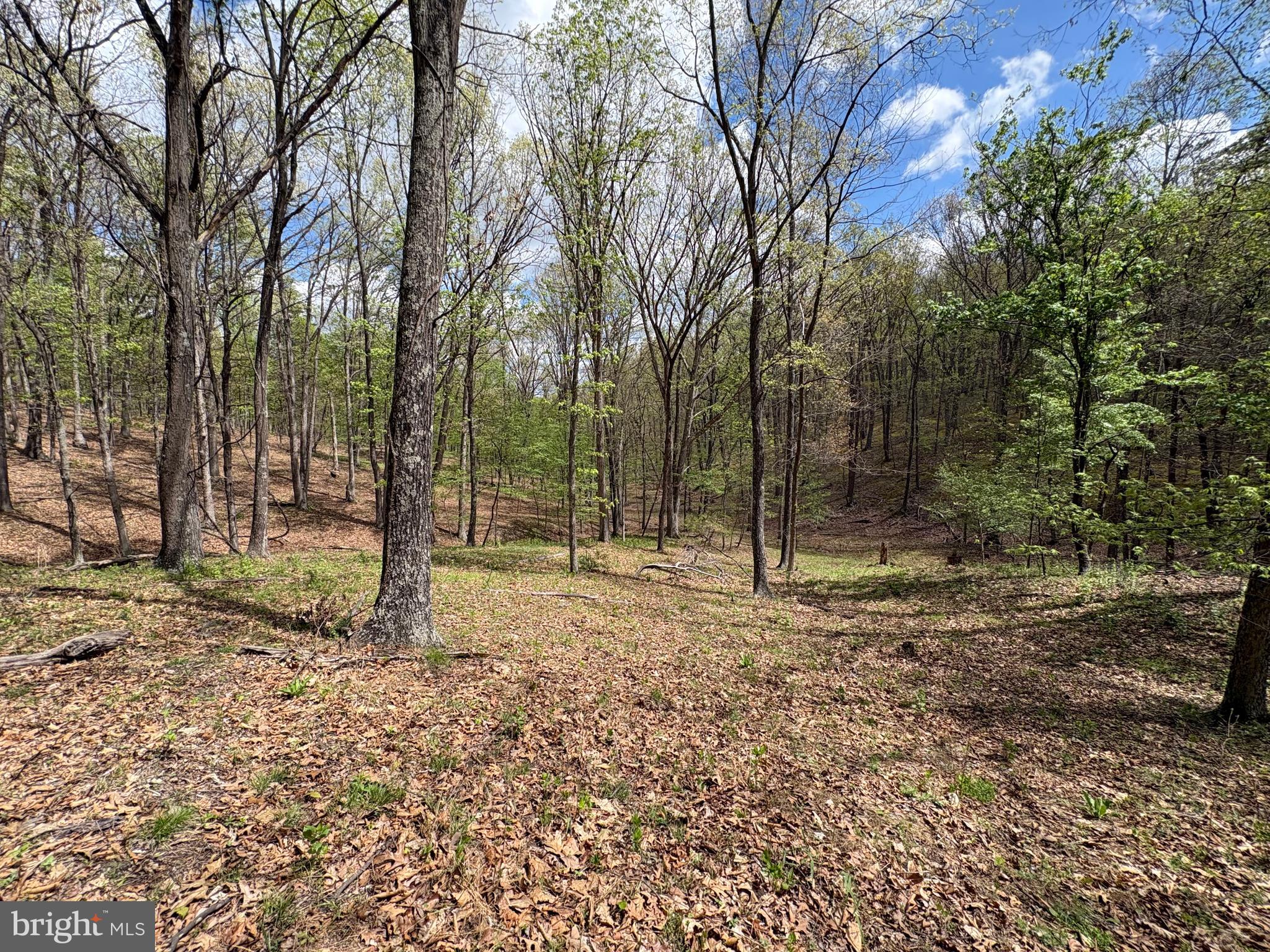 15.02-ac Beam Road Romney, WV 26757 - Photo 23 of 31 a view of a yard with trees