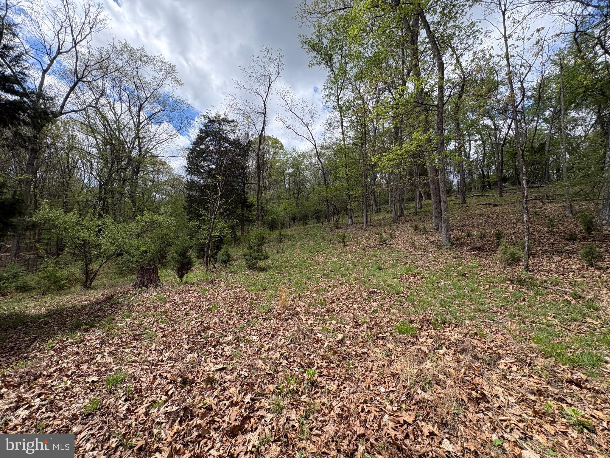 15.02-ac Beam Road Romney, WV 26757 - Photo 24 of 31 a big yard with lots of green space and plants