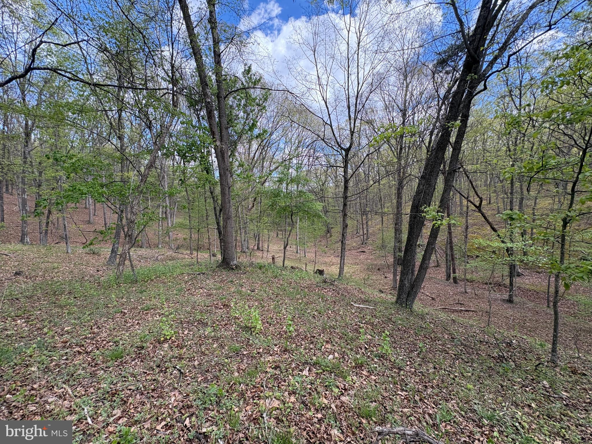 15.02-ac Beam Road Romney, WV 26757 - Photo 25 of 31 a view of a forest filled with trees