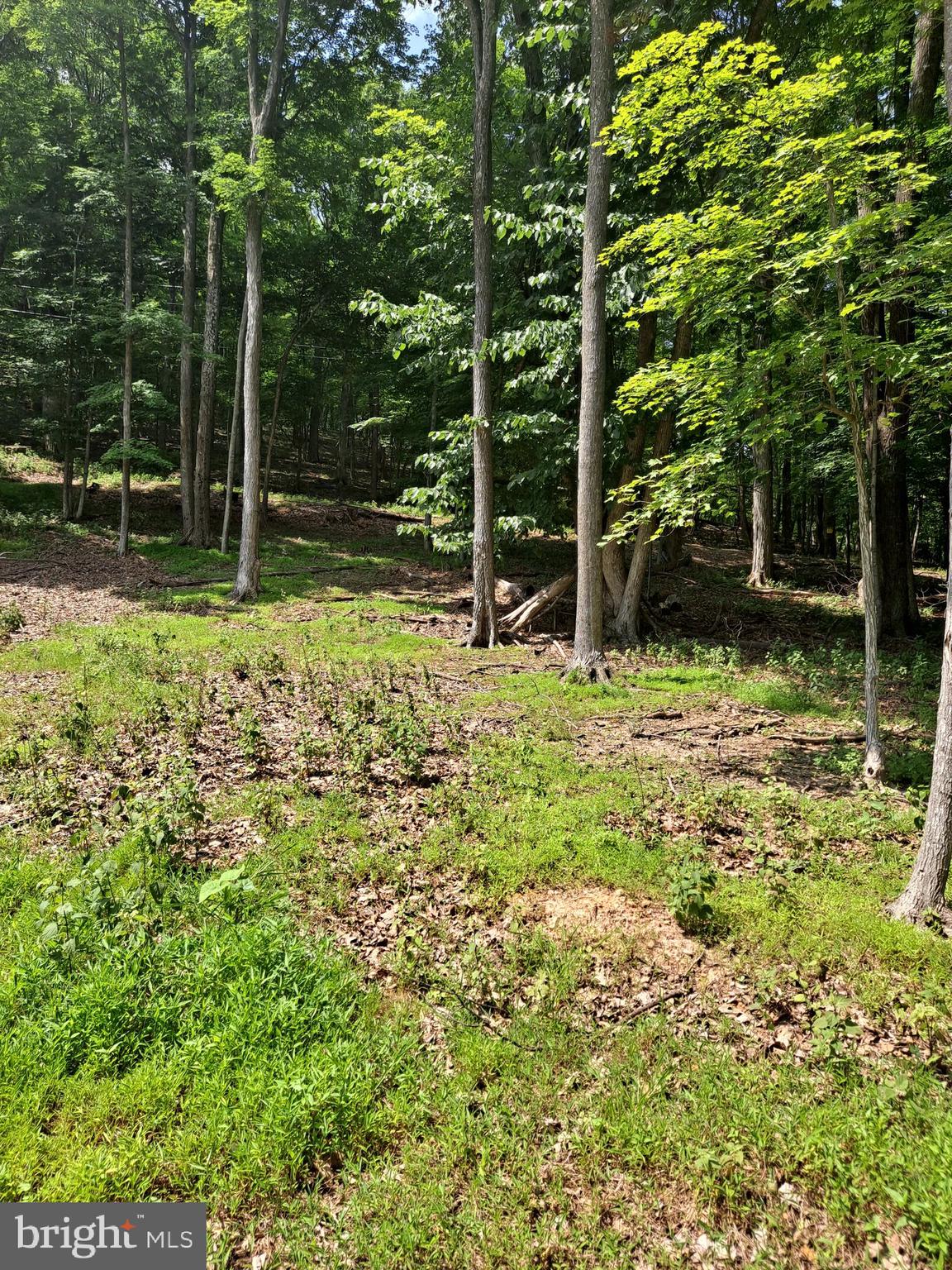 1079 Little Mountain Road Cabins, WV 26855 - Photo 40 of 50 a view of outdoor space with deck and backyard