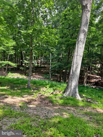 a backyard of a house with a large trees