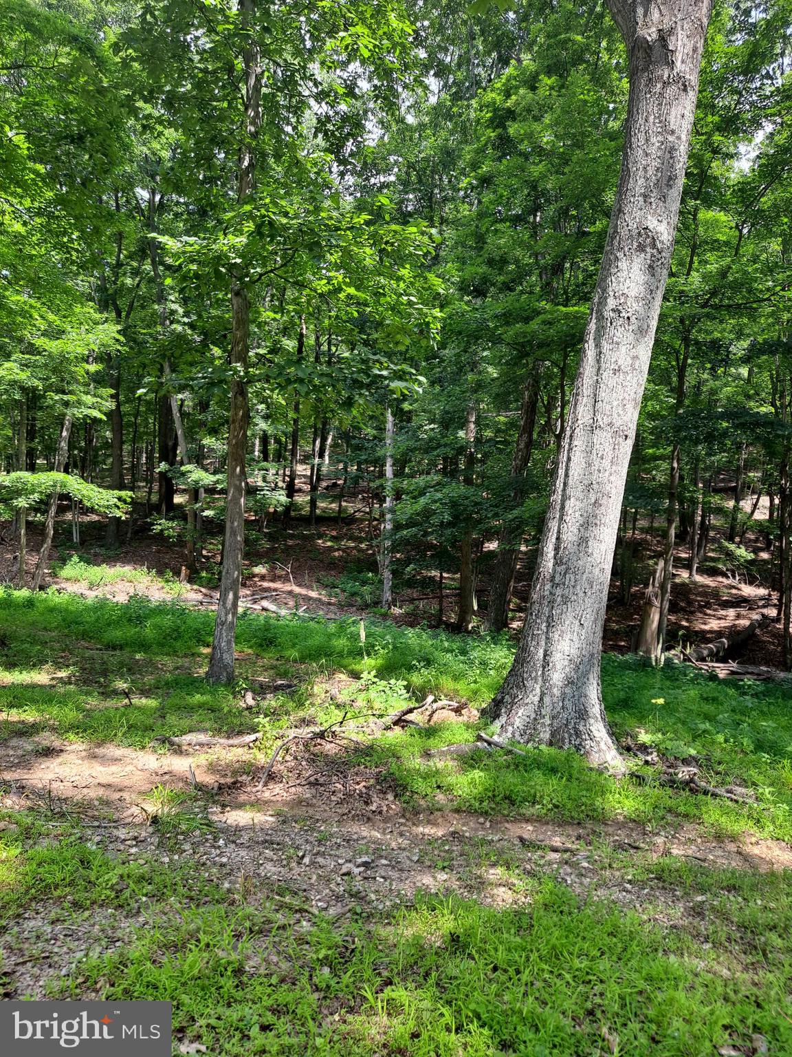 1079 Little Mountain Road Cabins, WV 26855 - Photo 41 of 50 a view of a backyard with a tree