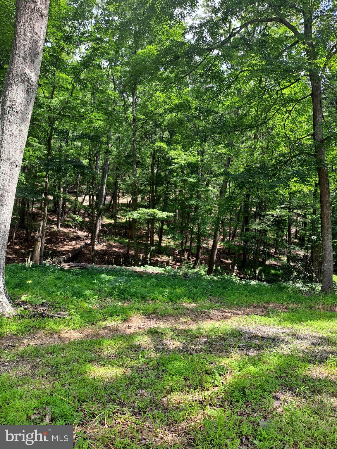 1079 Little Mountain Road Cabins, WV 26855 - Photo 42 of 50 a view of a park with large trees