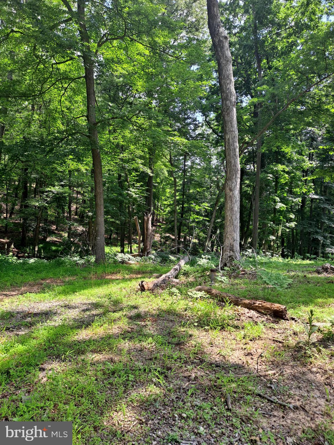 1079 Little Mountain Road Cabins, WV 26855 - Photo 43 of 50 a backyard of a house with a large trees