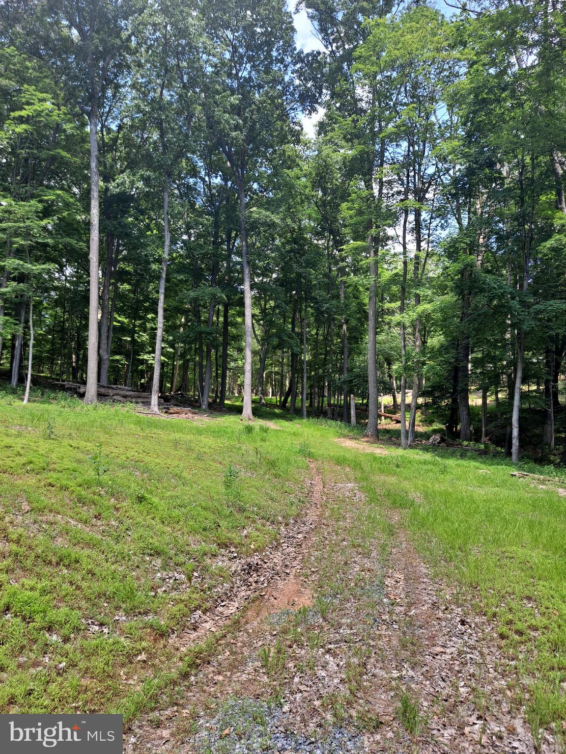 1079 Little Mountain Road Cabins, WV 26855 - Photo 44 of 50 a view of a park with trees in the background
