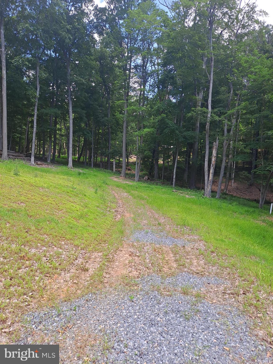1079 Little Mountain Road Cabins, WV 26855 - Photo 45 of 50 a view of a big yard with palm trees