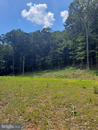a view of a backyard with large trees