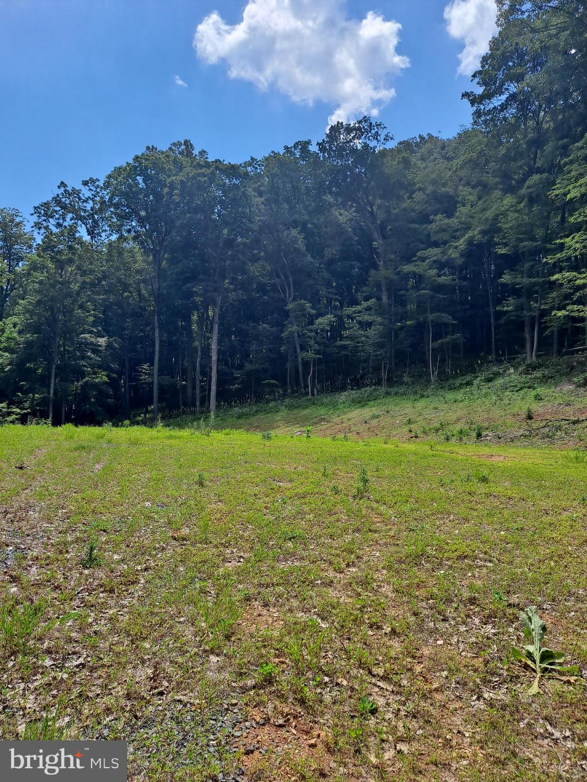 1079 Little Mountain Road Cabins, WV 26855 - Photo 47 of 50 a view of a backyard