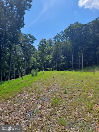 a view of a tree in a yard