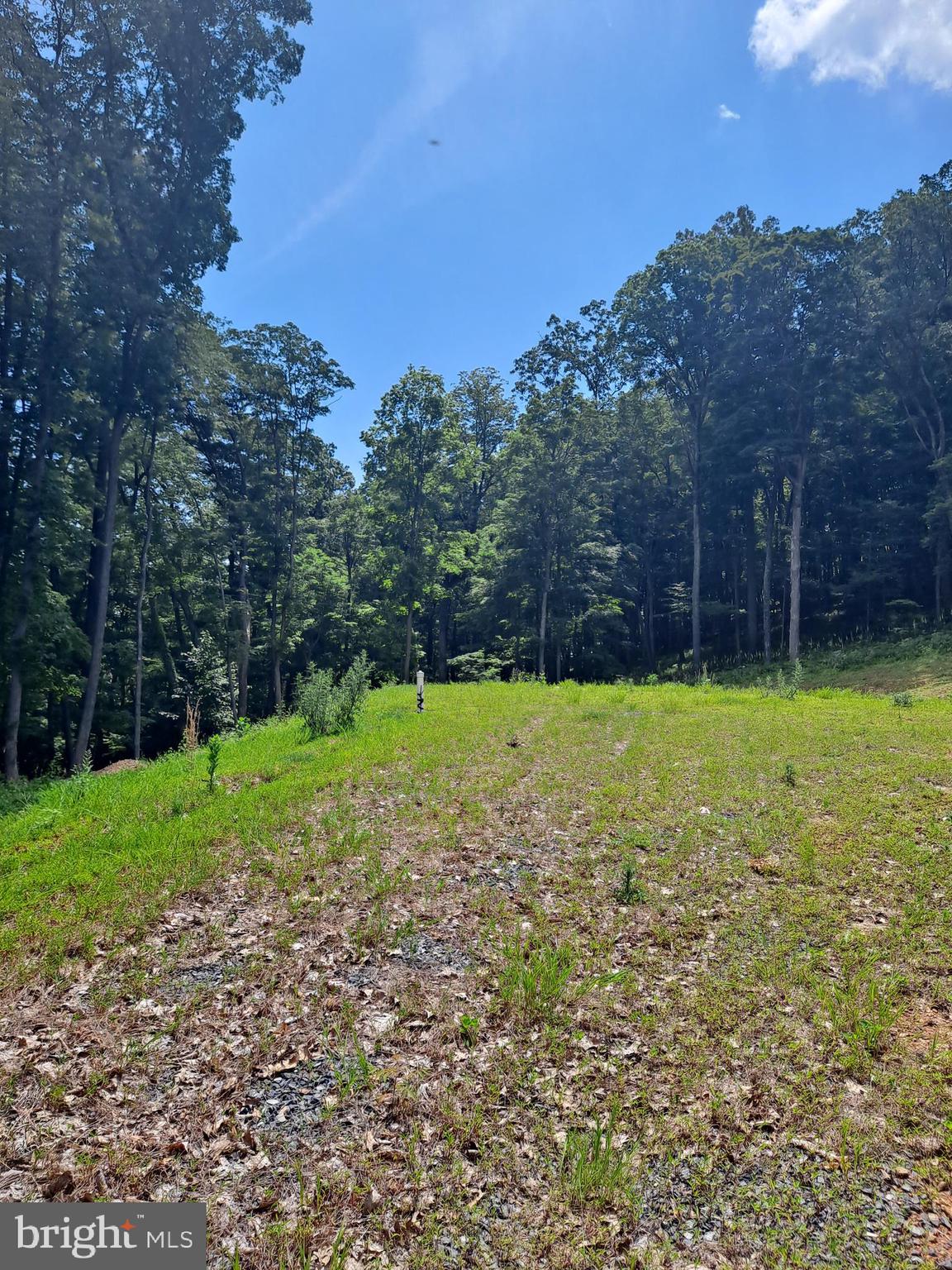 1079 Little Mountain Road Cabins, WV 26855 - Photo 48 of 50 a view of a backyard with large trees