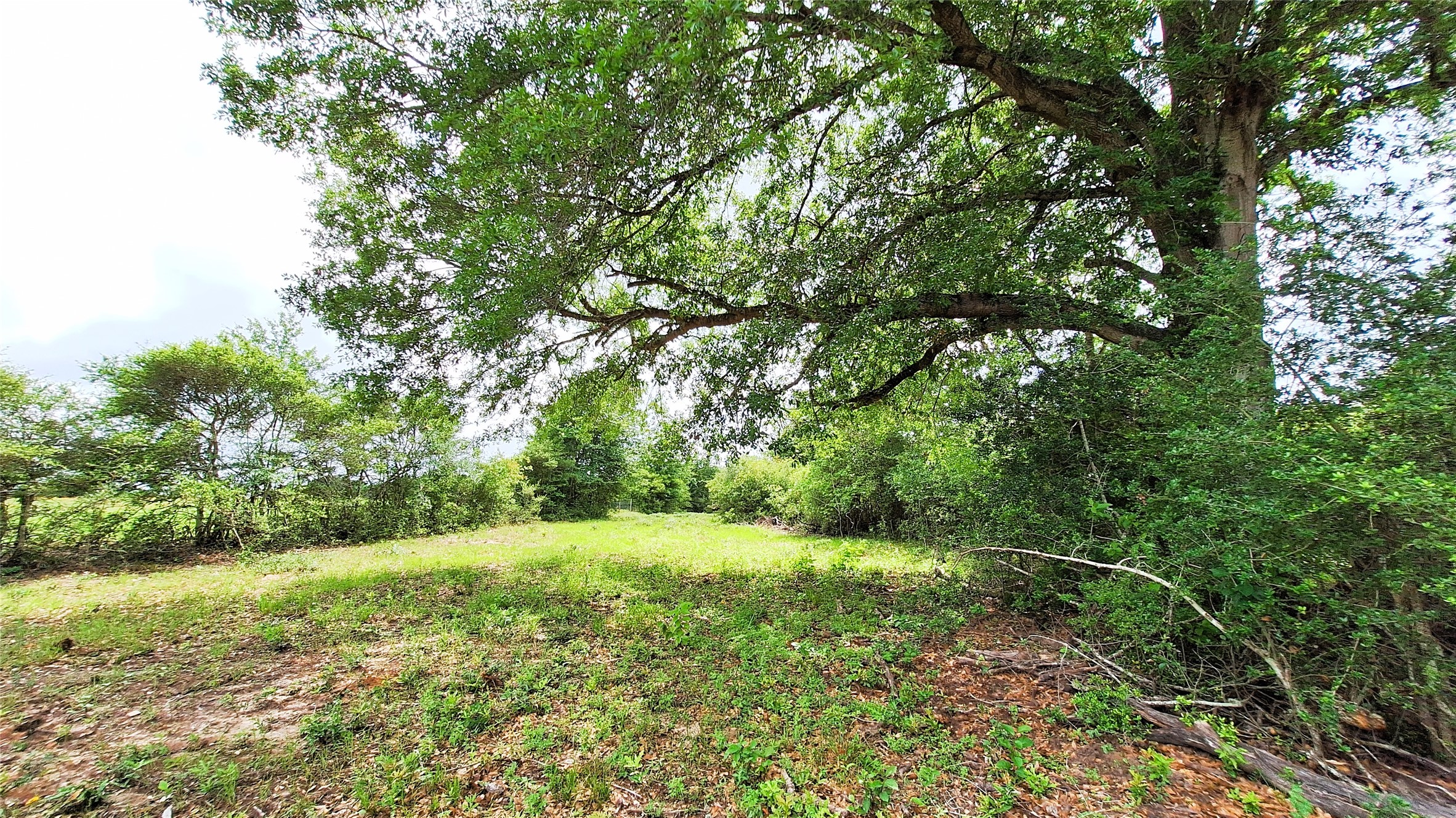 18155 Wellman Road Washington, TX 77880 - Photo 7 of 14 Expansive open lot featuring a prominent mature tree with extensive canopy, natural ground cover, and surrounding green foliage