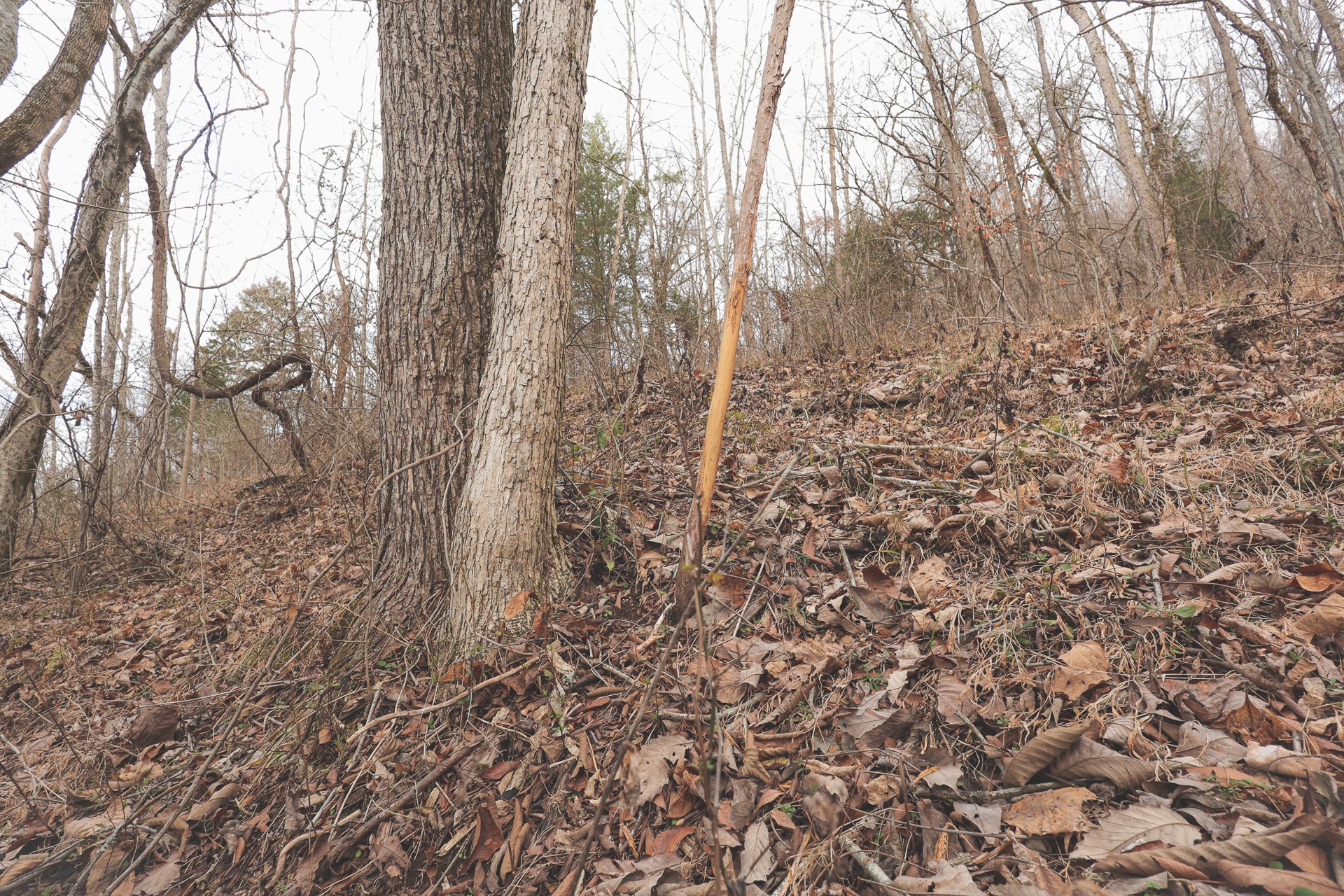 16431 Wallace Hollow Road Silver Point, TN 38582 - Photo 12 of 90