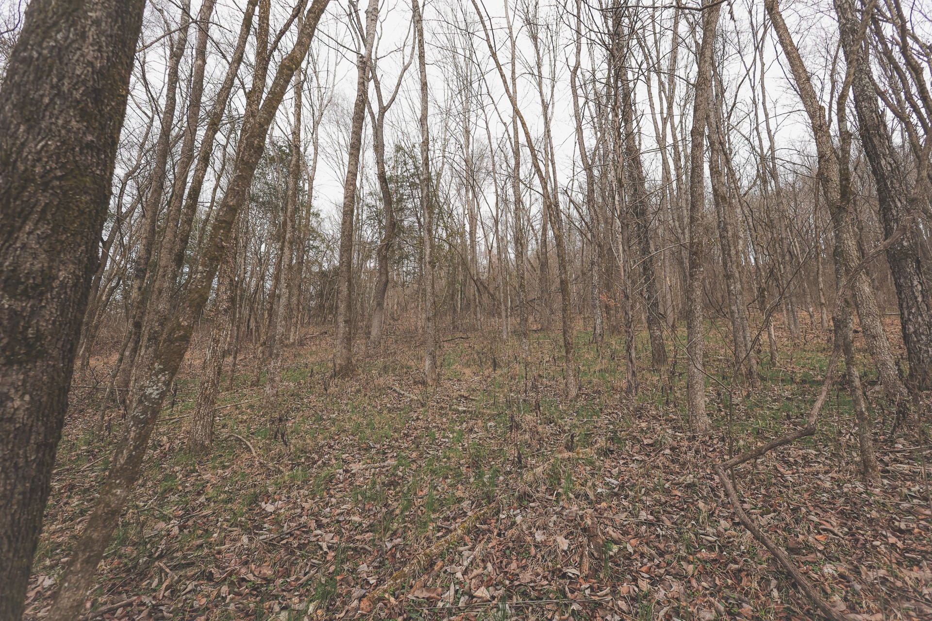 16431 Wallace Hollow Road Silver Point, TN 38582 - Photo 15 of 90