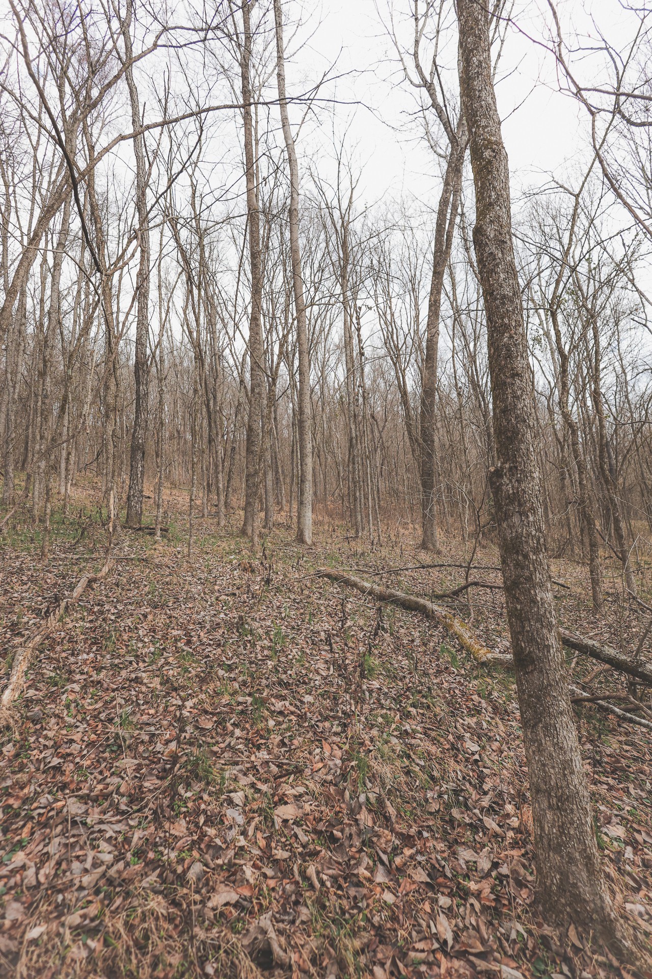 16431 Wallace Hollow Road Silver Point, TN 38582 - Photo 16 of 90