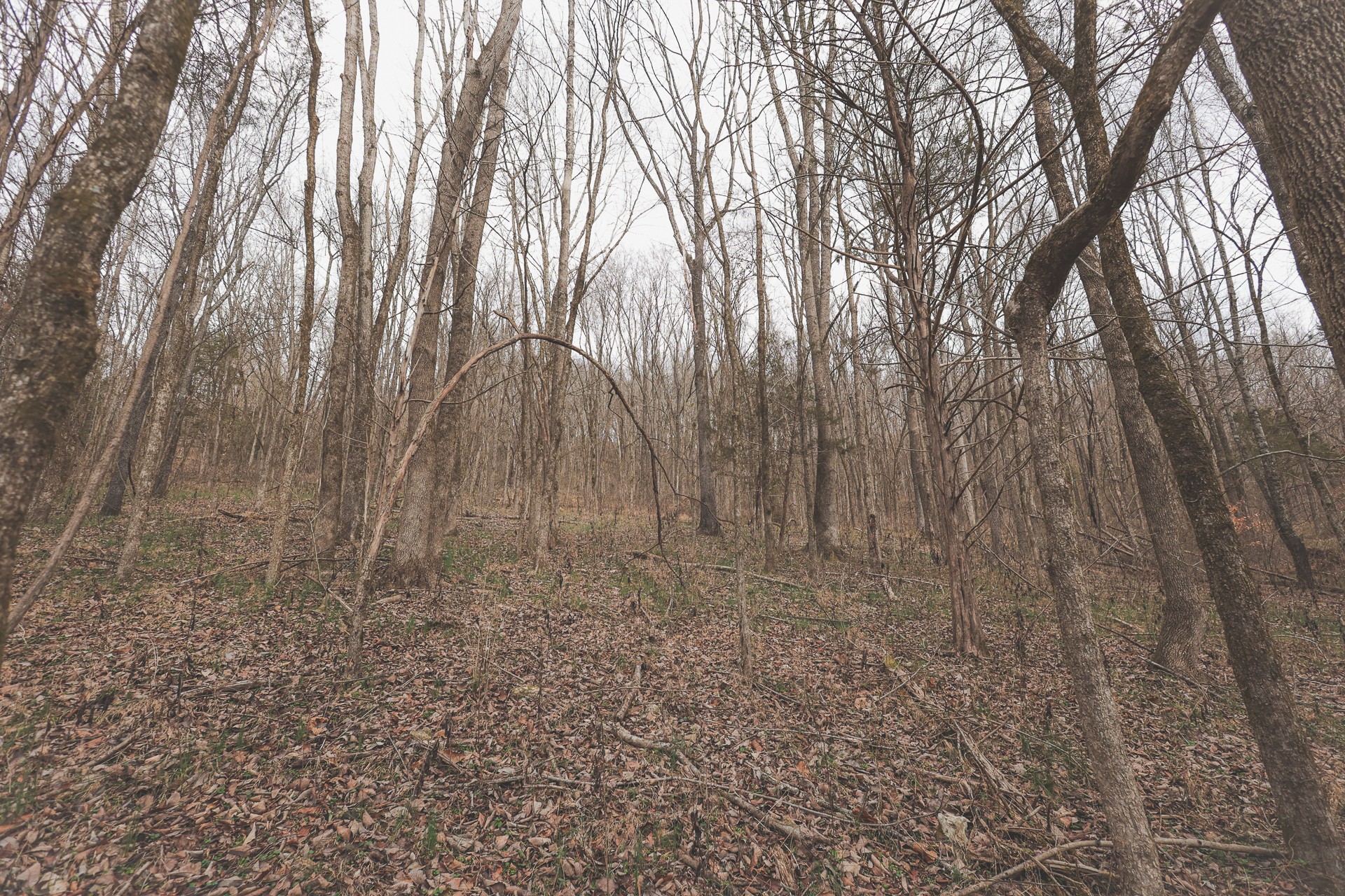 16431 Wallace Hollow Road Silver Point, TN 38582 - Photo 18 of 90