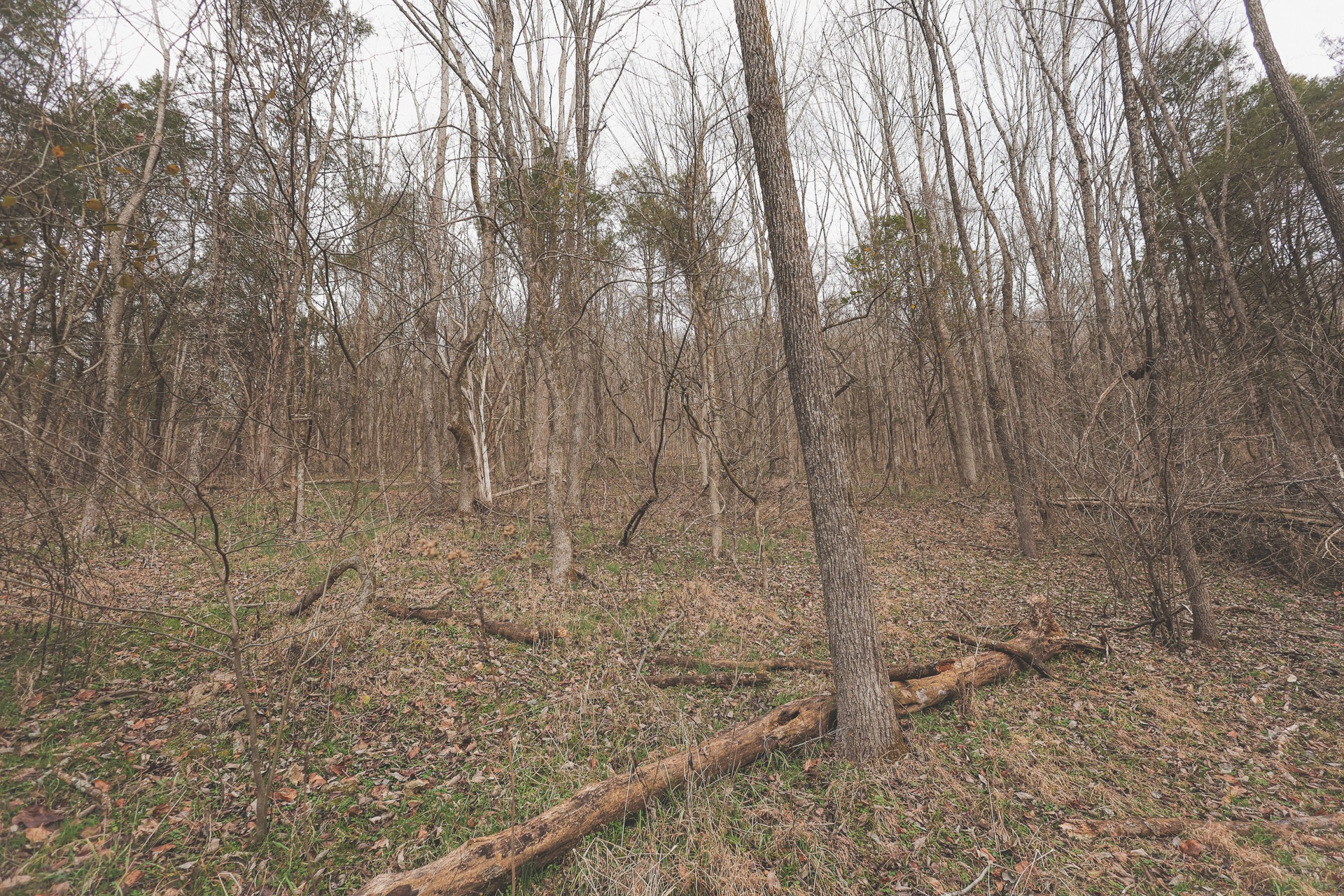 16431 Wallace Hollow Road Silver Point, TN 38582 - Photo 20 of 90