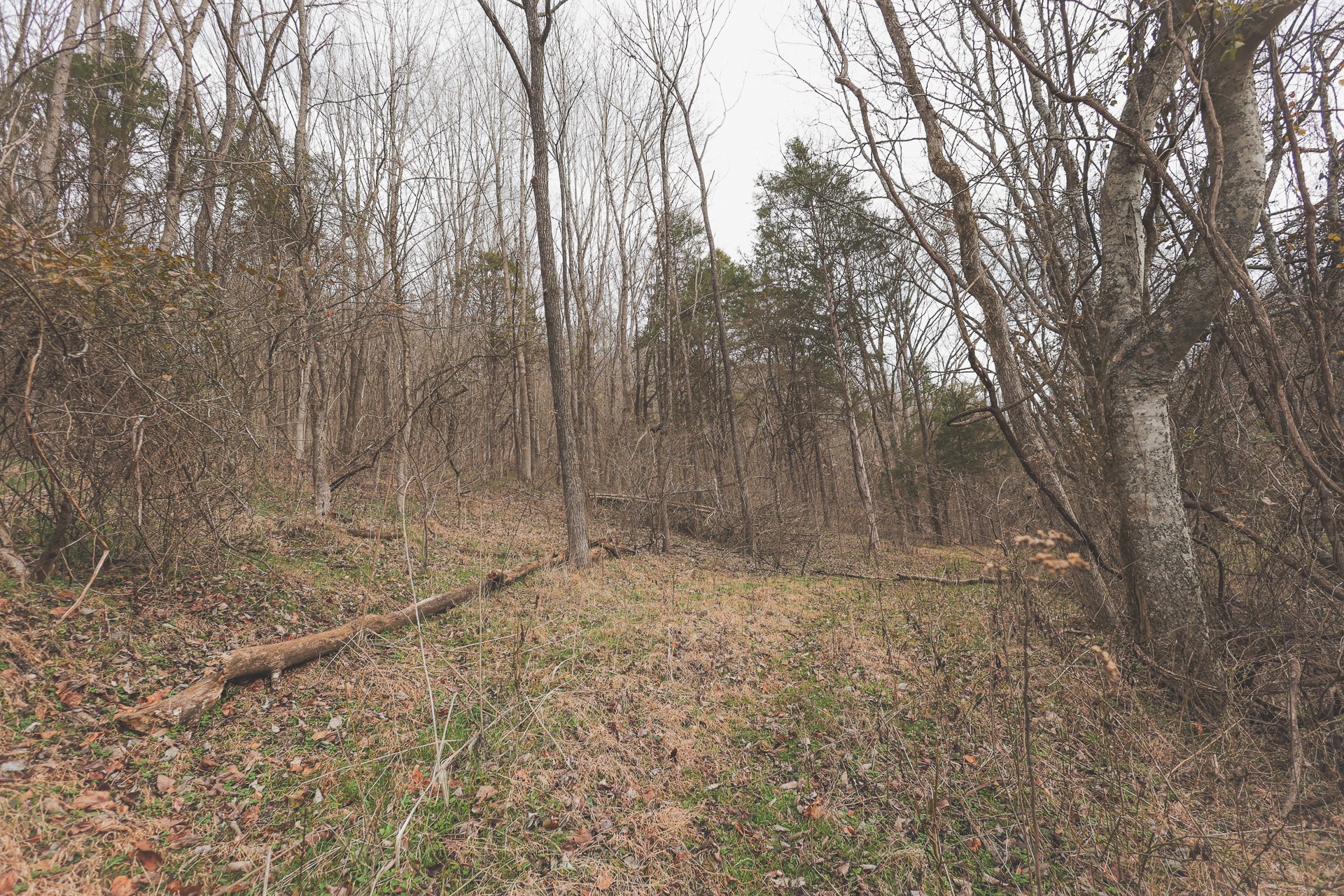 16431 Wallace Hollow Road Silver Point, TN 38582 - Photo 21 of 90