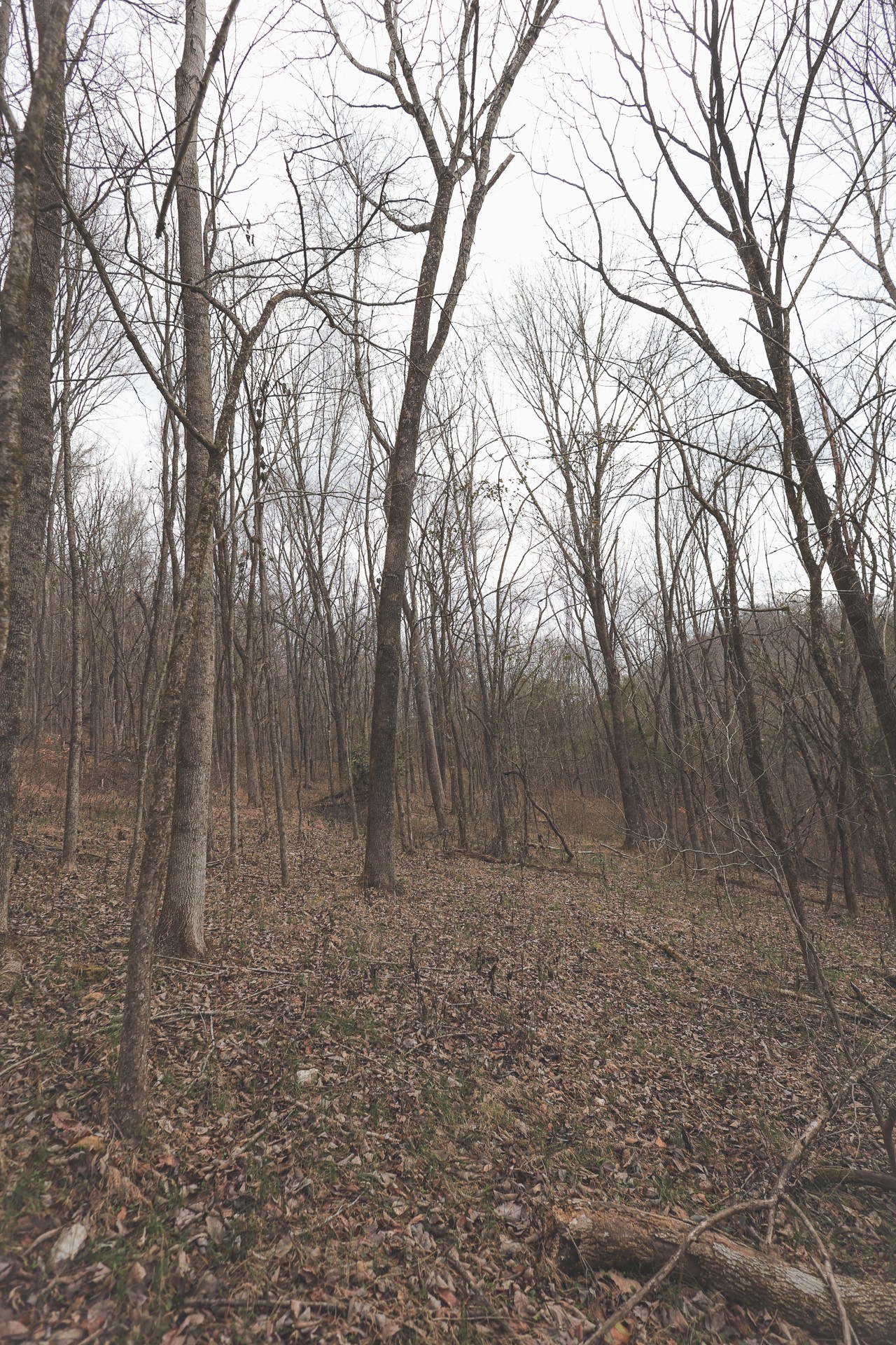 16431 Wallace Hollow Road Silver Point, TN 38582 - Photo 22 of 90